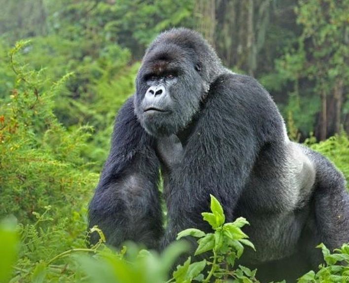 Gorilla Foundation Gorilla Foundation